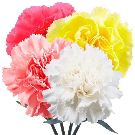 hermes carnation|where to buy carnations.